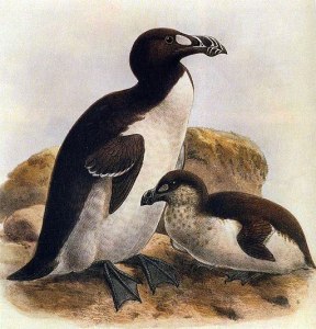 512px-Great_auk_with_juvenile