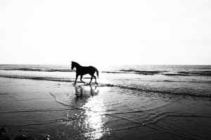 horse on seashore